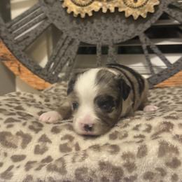 Sophie - Blue merle female Toy Australian Shepherd puppy in Alabaster, Alabama from Bama Belle Aussies