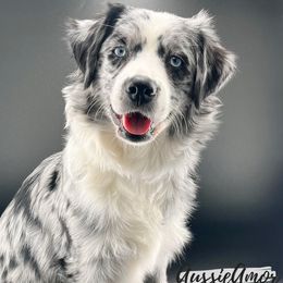 Tipsy - Miniature Australian Shepherd