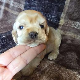 Girl 1 - Buff female Cocker Spaniel puppy in Gate City, Virginia from Top Notch Cocker Spaniels