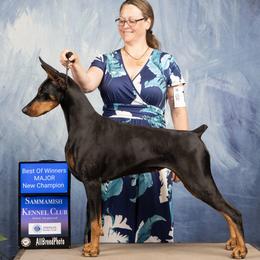 Potion - Doberman Pinscher