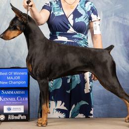 Potion - Doberman Pinscher