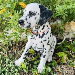 Orange (LUA) - White and black male Dalmatian puppy in Westhoff, Texas from Smart Dalmatians