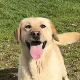 Jewels - Labrador Retriever