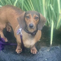 Dachshund All Grown Up from Gypsee Dreams Doxies
