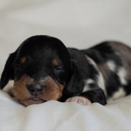 William - Dapple male Dachshund puppy in Memphis, Tennessee from Lone River Dachshunds