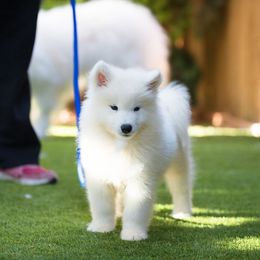 Samoyed and Shiba Inu Puppies from Wintermist Samoyeds