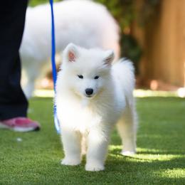 Samoyed and Shiba Inu Puppies from Wintermist Samoyeds