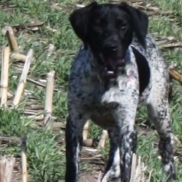Breck - German Shorthaired Pointer