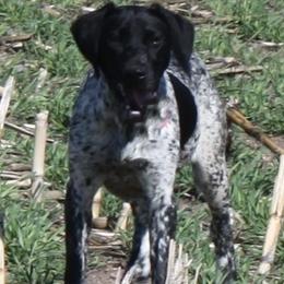 Breck - German Shorthaired Pointer
