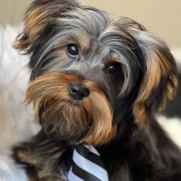 Kodac - Yorkshire Terrier