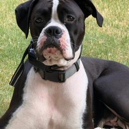 Gabby - Boxer