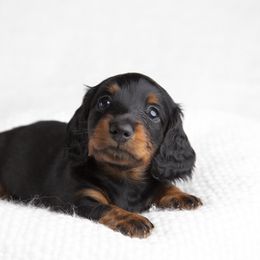 Dachshund Puppies from MyGaDachs