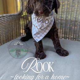 Rook - Chocolate male Goldendoodle puppy in Cleveland, Tennessee from Liberty Creek Farms