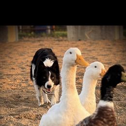 Riley - Border Collie