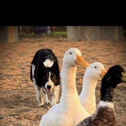 Riley - Border Collie
