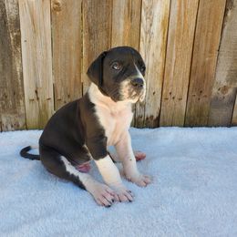 Great Dane Puppies from Dog in Mind Danes