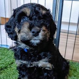 Bernedoodle Puppies from Kiya's Bernedoodles