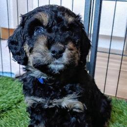 Bernedoodle Puppies from Kiya's Bernedoodles