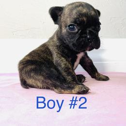 Border Collie and French Bulldog Puppies from JD French Bulldogs and Border Collies