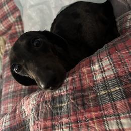 Millie - Dachshund