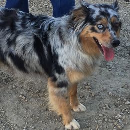 Aussiedoodles, Australian Shepherds, Pembroke Welsh Corgis, and Poodles from Morehead Family Dogs