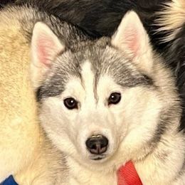 Lilly - Pomsky