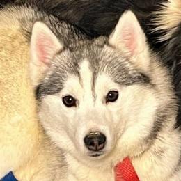 Lilly - Pomsky