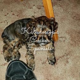 Cocker Spaniel Puppies from Kaleidoscopic Creations