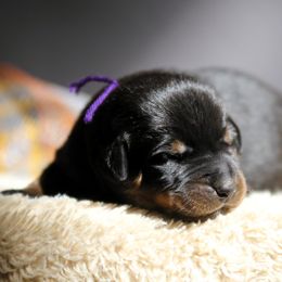 Aksana - 5350 - Black and rust female Beauceron puppy in Rockwall, Texas from Elitehaus