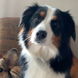 Koda - Australian Shepherd