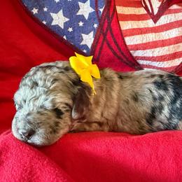 Salem- yellow girl - Blue merle female Aussiedoodle puppy in Midlothian, Texas from Gray Doodles