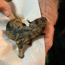 Miniature Schnauzer Puppies from Circle R Ranch