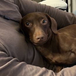 Dachshunds from cadie Bounds