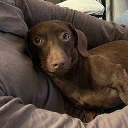Dachshunds from cadie Bounds