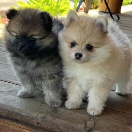 Pomeranians and Saint Bernards from Rashell's Puppies