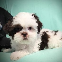 Ringo - Liver and white Shih Tzu puppy in Tallahassee, Florida from Bows and Bot Ties