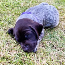 German Shorthaired Pointer Puppies from MaggieMae Andersen