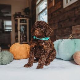 Bernedoodle and Poodle Puppies from Miranda’s Sunshine Poodles and Doodles