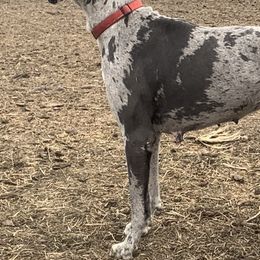 Great Danes from Top Notch K & K Farms