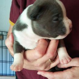 American Bully Puppies from Bolt Action Kennel