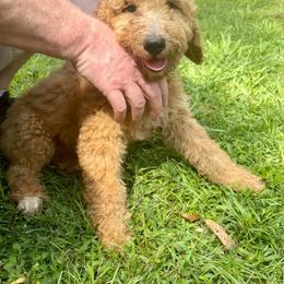 Goldendoodle and Poodle Puppies from SnickerDoodlePups