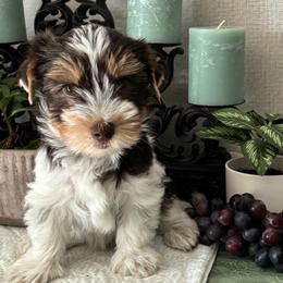 Hershey - Chocolate tan and white male Biewer Terrier puppy in Oklahoma from Rocky Oak Cavaliers & Biewer Terriers LLC