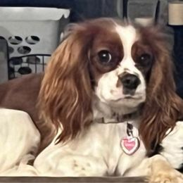 Serena - Cavalier King Charles Spaniel