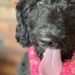 Bernedoodles, Goldendoodles, and Poodles from Deborah’s Doodles