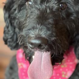 Bernedoodles, Goldendoodles, and Poodles from Deborah’s Doodles