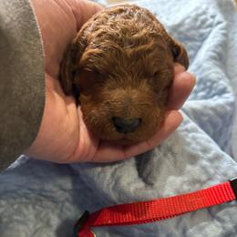 Red  Collar - Red  male Poodle puppy in Henagar, Alabama from Windy Oak Kennels