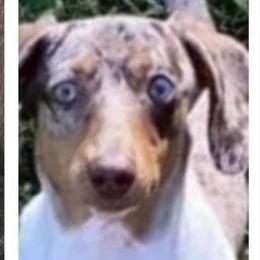 Buddy - Dachshund