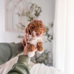 Cyprus - Red  female Goldendoodle puppy in Greencastle, Indiana from Willow & Co.