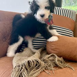 Mega Chubbs - Black and white male Sheepadoodle puppy in Argillite, Kentucky from DeAnna’s Doodles