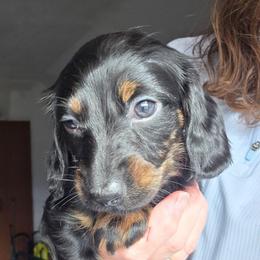 Ellie's black and tan longhair girl - Black and tan female Dachshund puppy in Declo, Idaho from Dozendachs